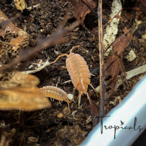 Porcellionides pruinosus "orange" 15kpl