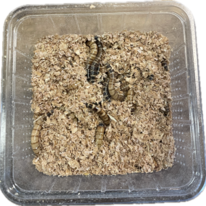 Jättijauhomatorasia