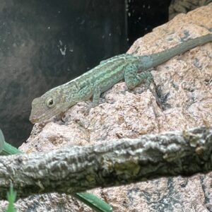 Anolis marmoratus