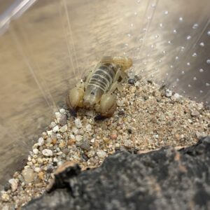 Scorpio maurus