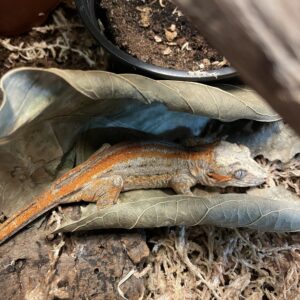 Rhacodactylus auriculatus, Gargoyle gecko