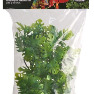 Zoomed Muovikasvi Amazonia Phyllo Small