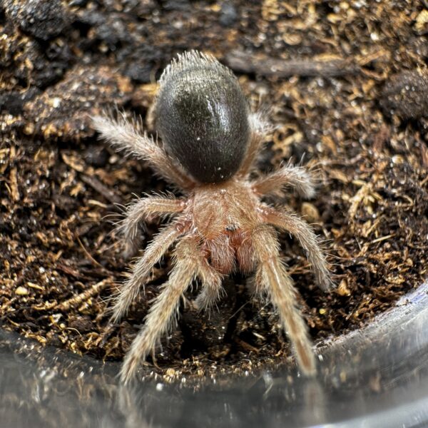 Grammostola pulchra