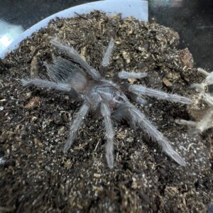 Lasiodora parahybana Naaras (Juve)