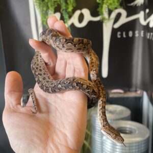 Epicrates alvarezi (Argentiinan sateenkaariboa)