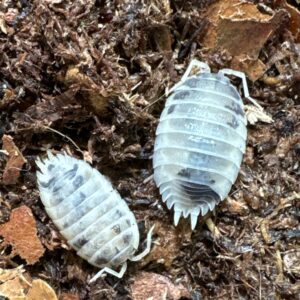 Porcellio laevis "dairy cow" 10kpl