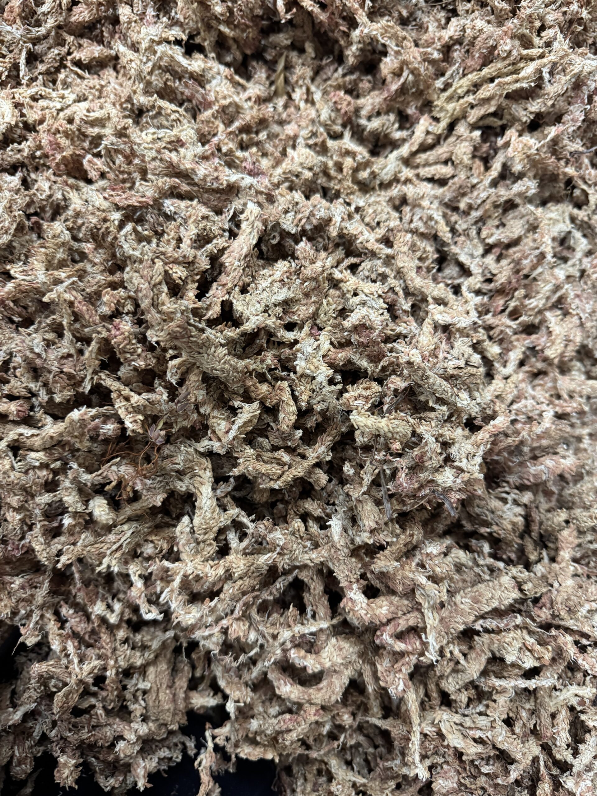 Premium Chile Sphagnum Moss 8L (Chileläinen rahkasammal) - Image 2