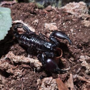 Heterometrus silenus naaras