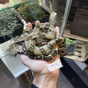 Kuningasboa - Boa imperator Longicauda M4