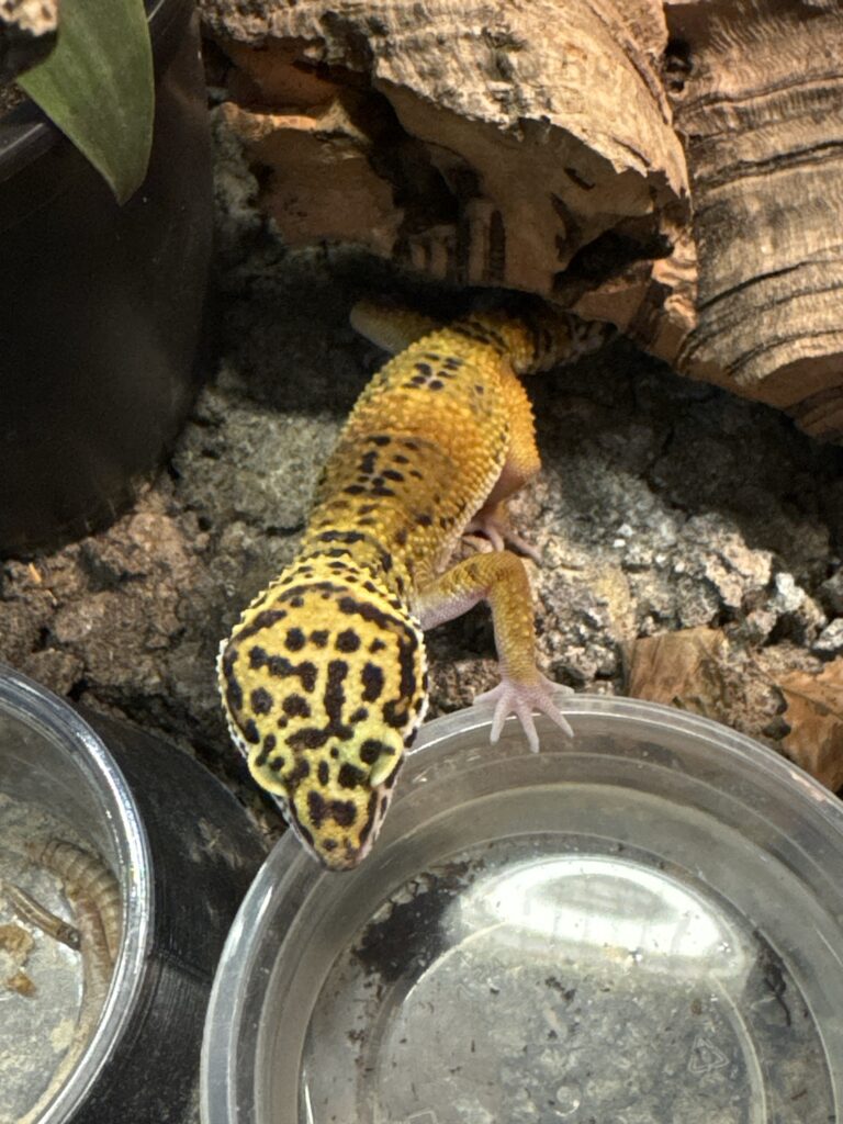 leopardigekko-cb25-3-netist-tropicals-oy