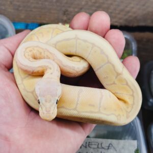 Kuningaspyton Banana Pastel Pinstripe 0.1 CB25 C201