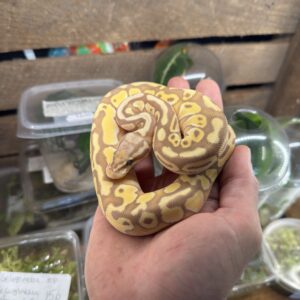 Kuningaspyton Banana Pastel 0.1 CB25 C203