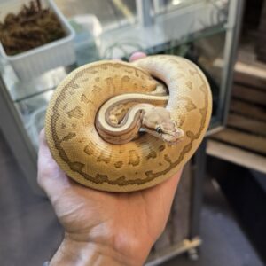 Kuningaspyton Butter Leopard Pinstripe Vanilla 1.0 CB25 C404