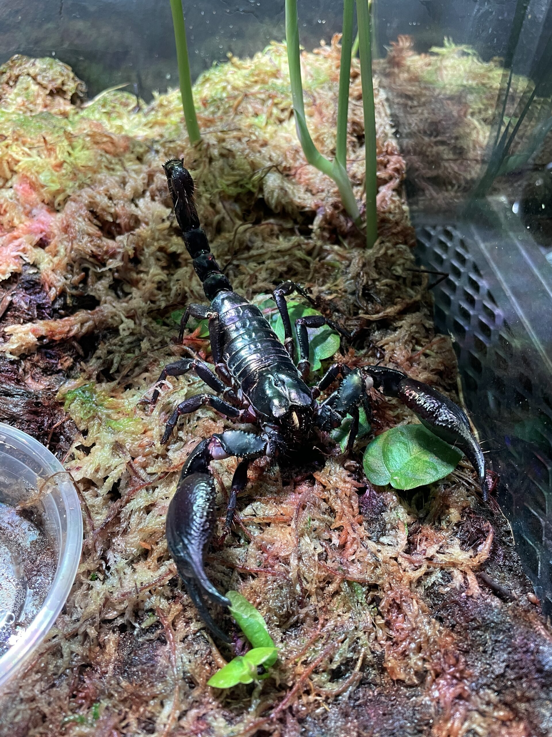 Aasian metsäskorpioni, Heterometrus laoticus