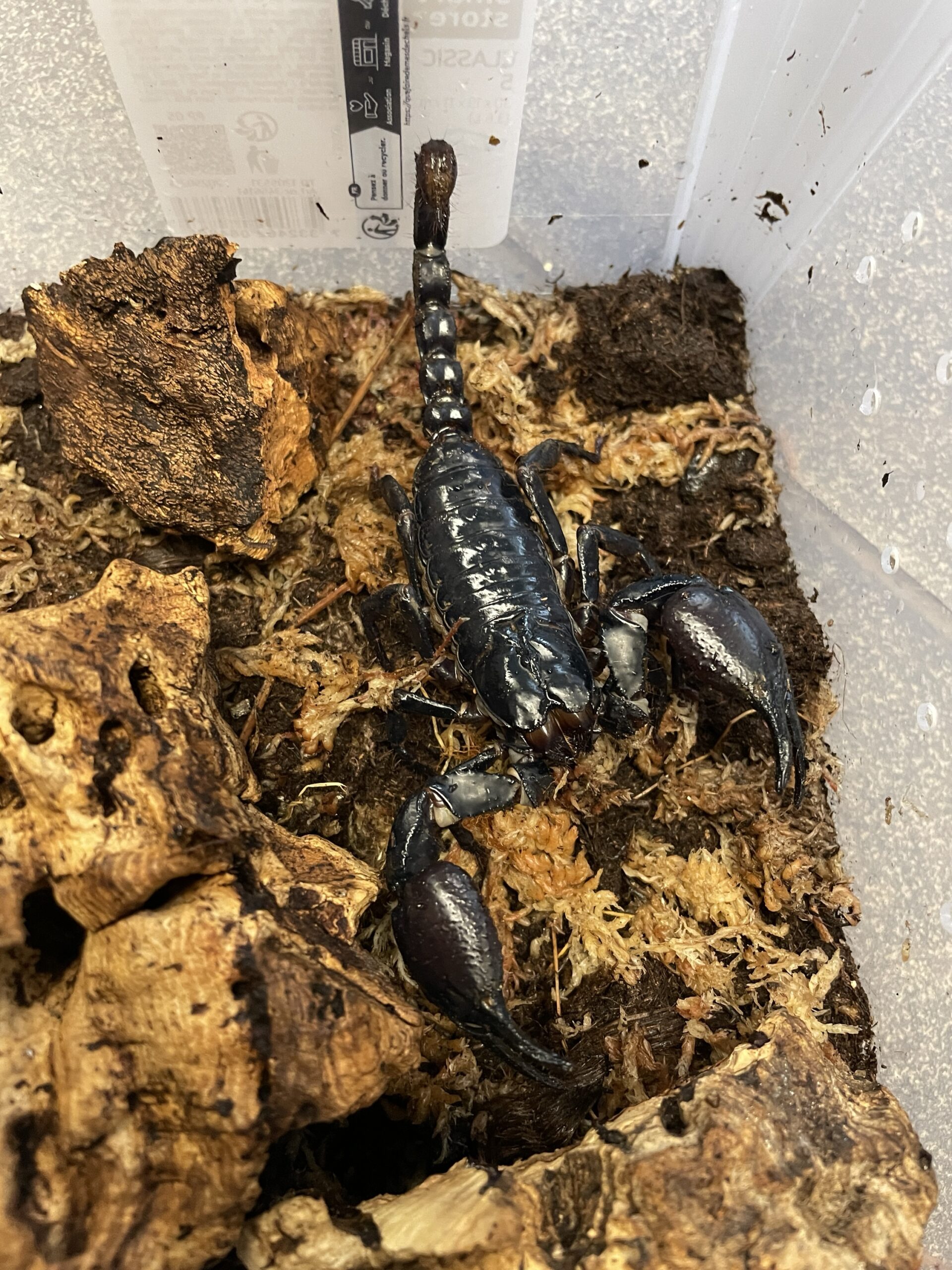 Aasian metsäskorpioni, Heterometrus laoticus - Image 2