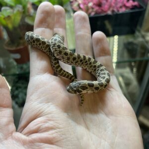 Siankärsäkäärme (Heterodon nasicus) het albino caramel 1.0