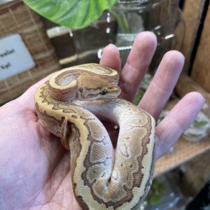 Kuningaspyton Butter Pinstripe 0.1 CB25 C503