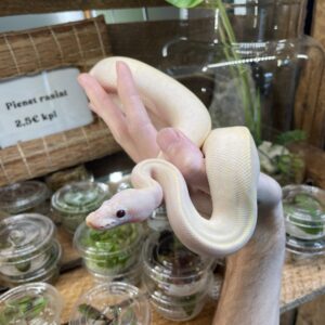 Kuningaspyton Super Banana Pinstripe het. Piebald 0.1 C301