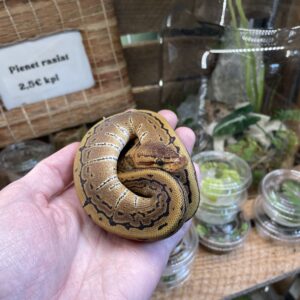 Kuningaspyton Pinstripe 0.1 CB25 C504