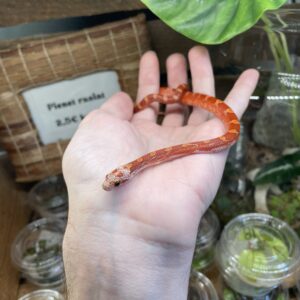 Viljakäärme Hypo pied bloodred 0.1