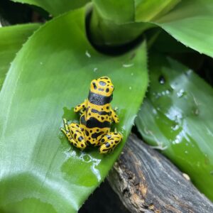 Nuolimyrkkysammakko (Dendrobates leucomelas)
