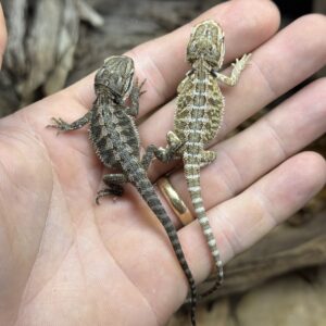 Parta-agama (Pogona vitticeps)