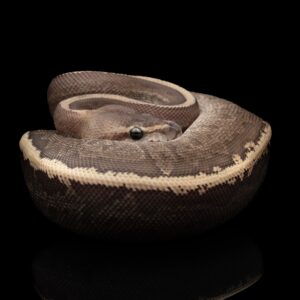 Kuningaspyton GHI Mojave Leopard Pinstripe C505