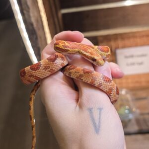 Viljakäärme Ultramel 0.0.1