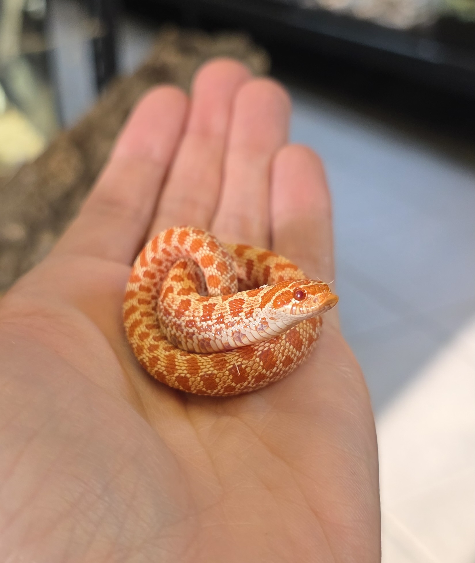 Siankärsäkäärme Albino 0.1
