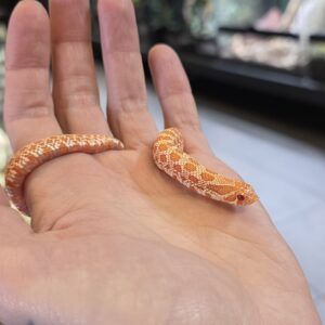 Siankärsäkäärme Albino 100% het axanthic 1.0