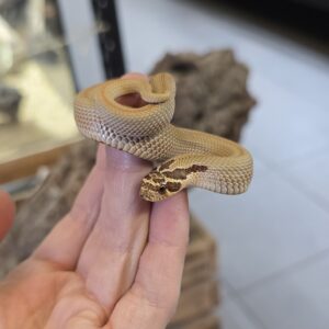 Siankärsäkäärme Superconda 1.0 66% het. Lavender