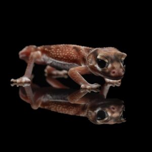 Nephrurus levis pilbarensis 1.0