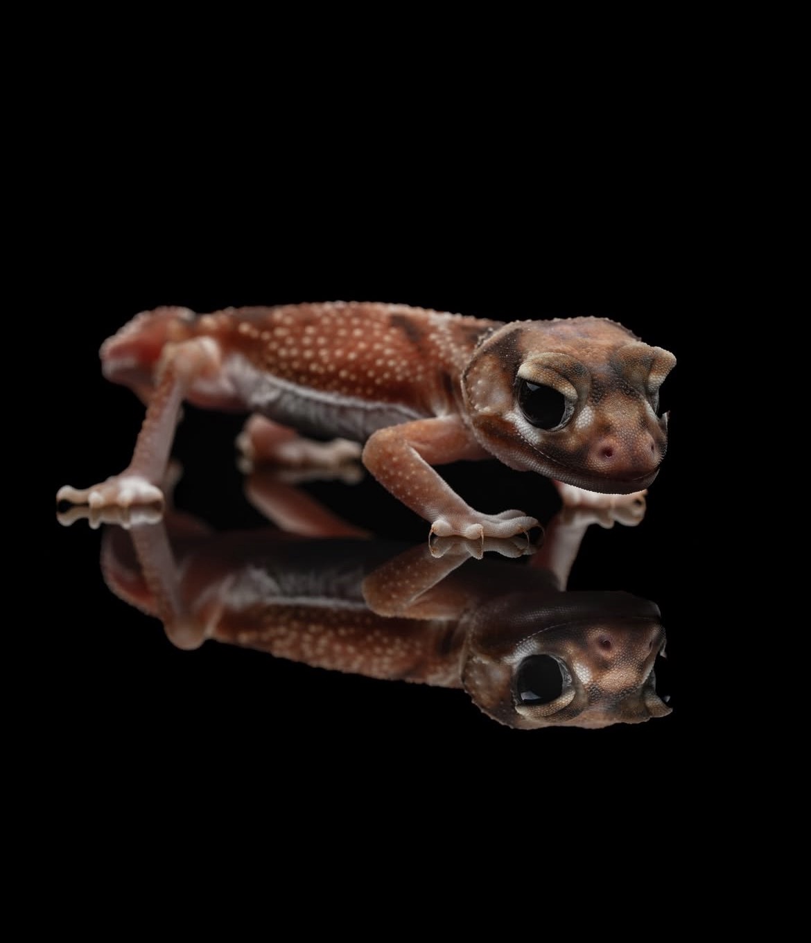 Nephrurus levis pilbarensis 1.0