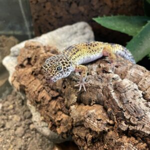 Leopardigekko (Eublepharis macularius) 0.1