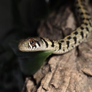 Sukkanauhakäärme Thamnophis marcianus 0.1 CB25