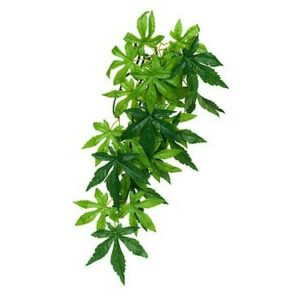 Exo Terra Jungle plant Abutilon M