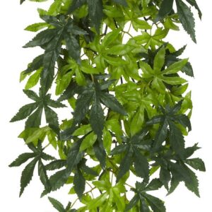 Exo Terra Jungle plant Abutilon L