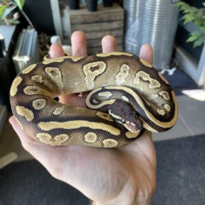 Kuningaspyton Mojave het Piebald 1.0