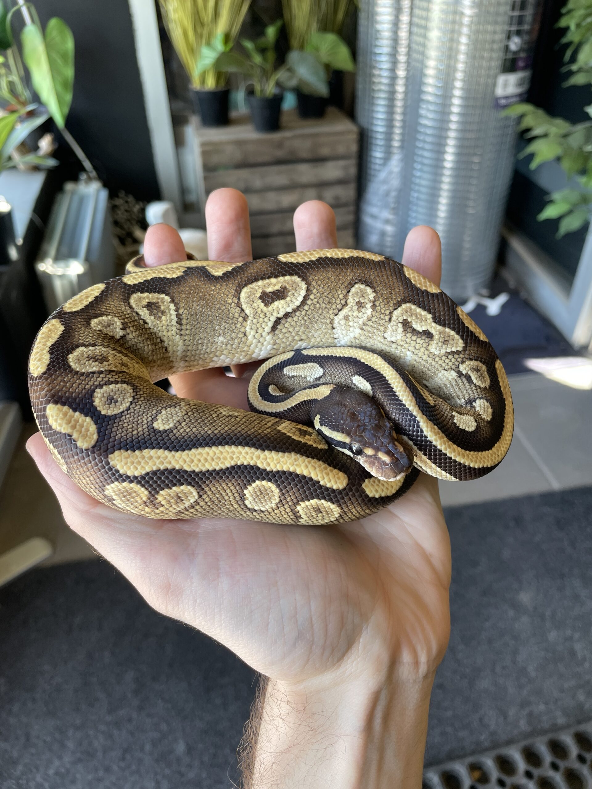 Kuningaspyton Mojave het Piebald 1.0