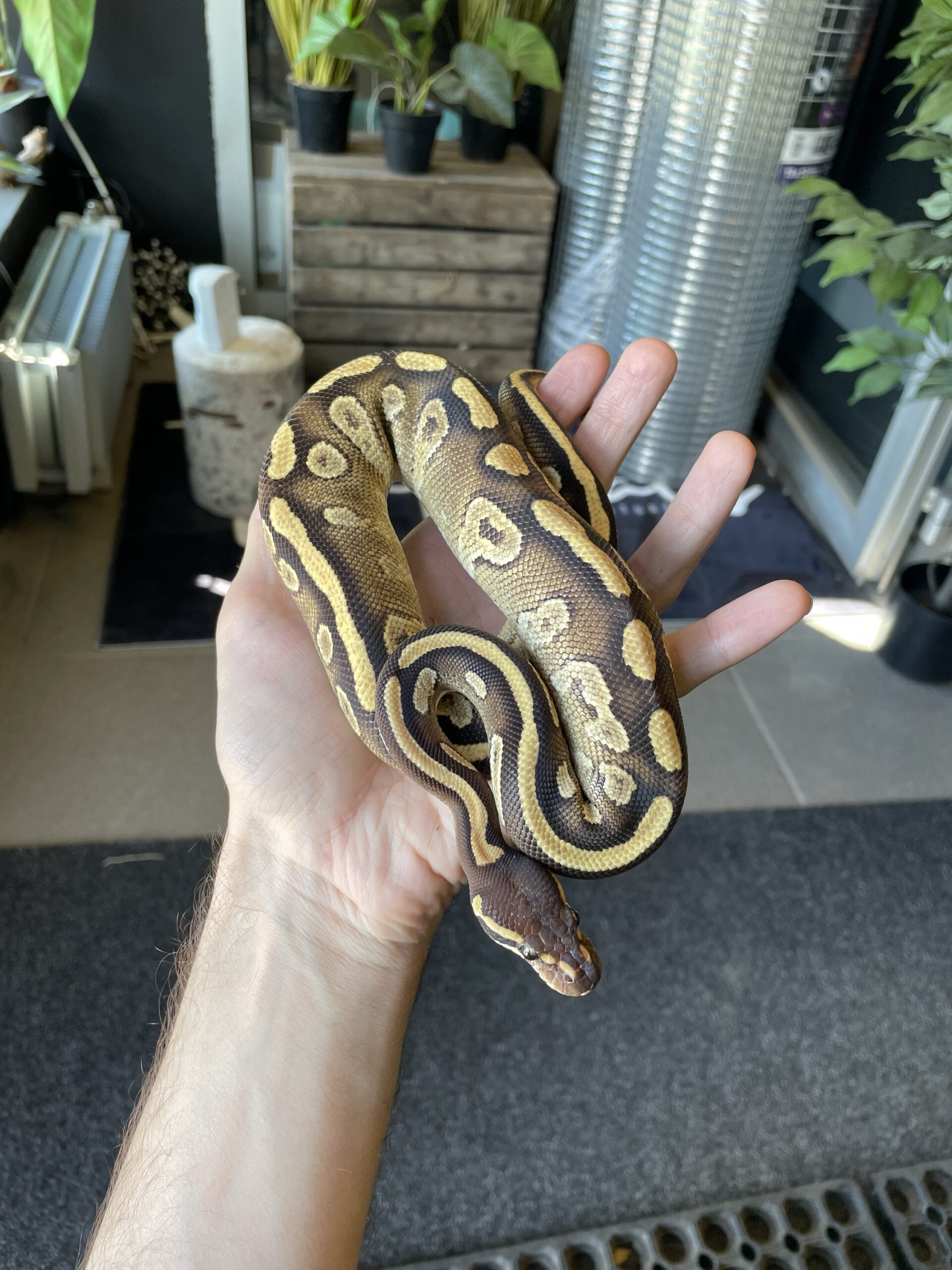 Kuningaspyton Mojave het Piebald 1.0 - Image 2