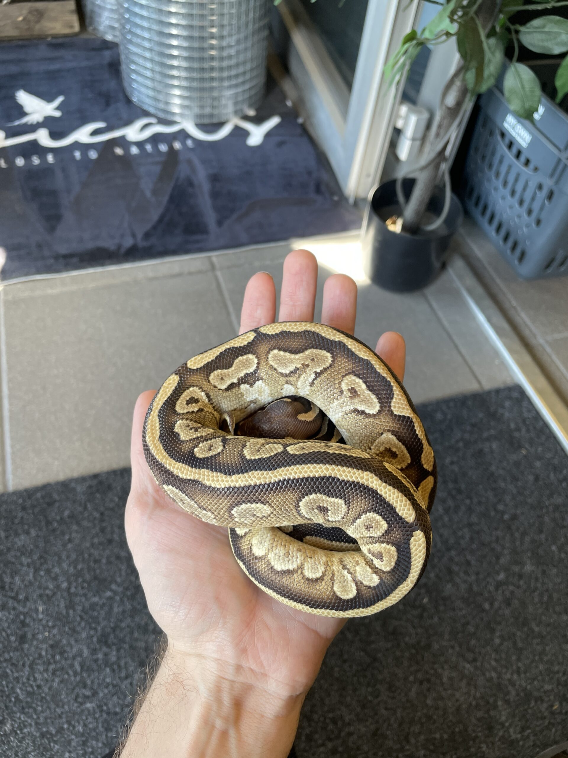 Kuningaspyton Mojave het Piebald 1.0 - Image 2