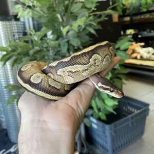 Kuningaspyton Mojave het Piebald 1.0