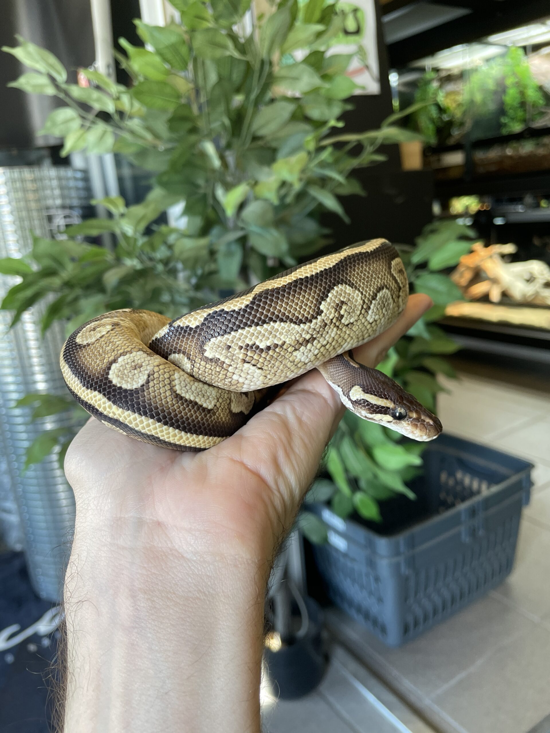 Kuningaspyton Mojave het Piebald 1.0