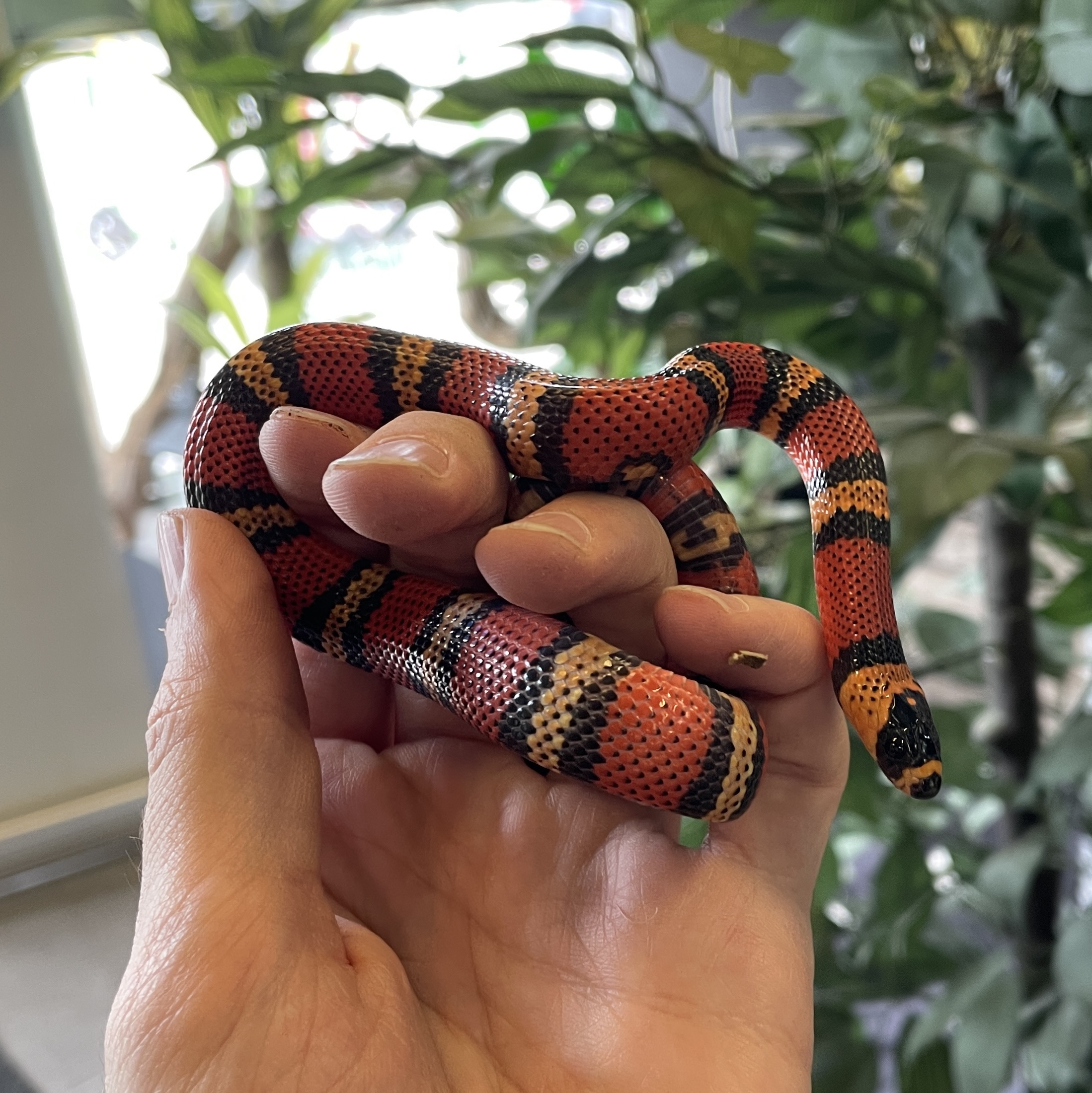 Lampropeltis abnorma hondurensis het albino 1.0