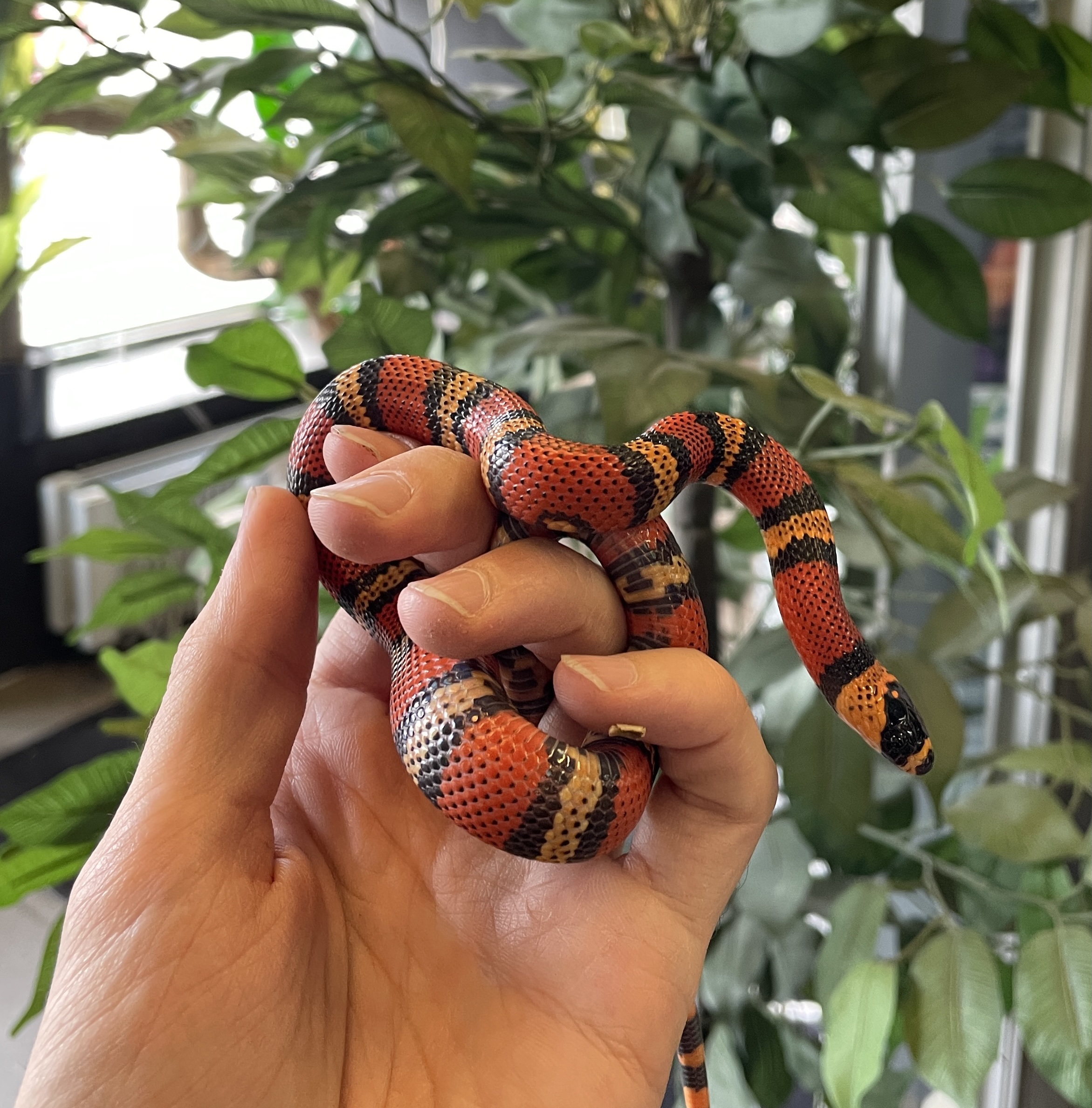 Lampropeltis abnorma hondurensis het albino 1.0 - Image 2
