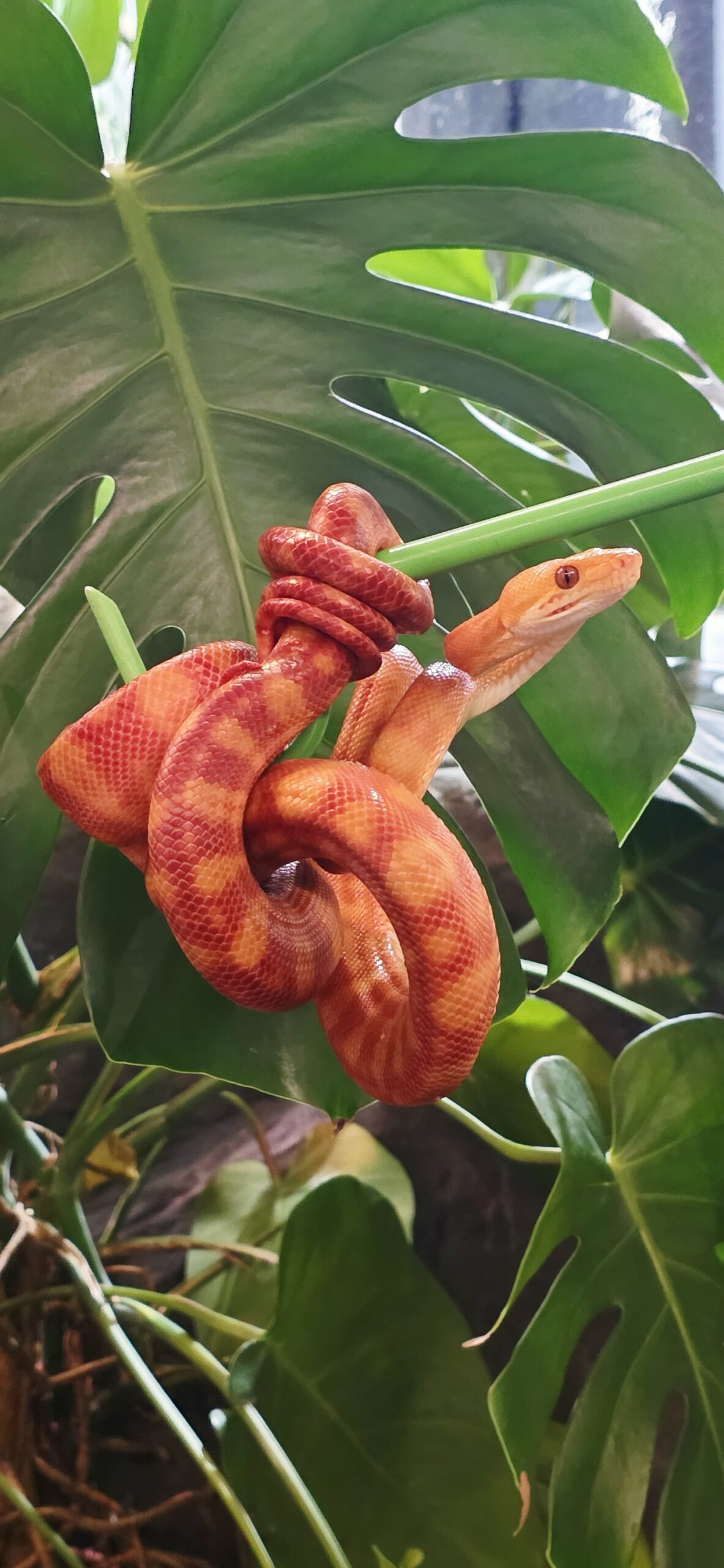 Corallus hortulana (Amazonin puuboa) 1.0 CB21 - Image 2