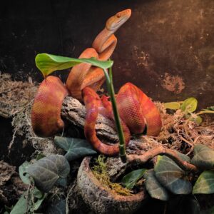 Corallus hortulana 1.0 CB21