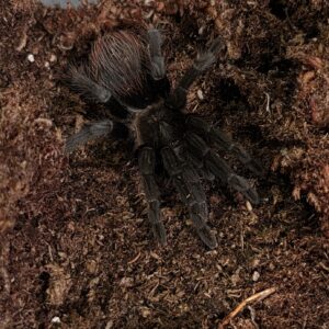 Tliltocatl vagans 0.1 LS 7cm