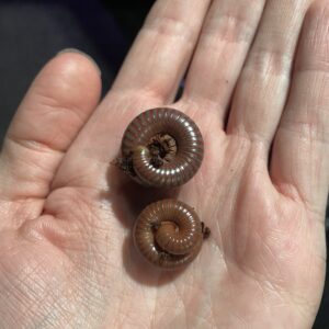 Spirostreptus sp.1 Olive banded millipede (x2)