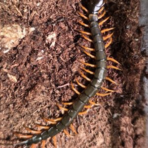 Scolopendra hainanum "Black Tiger" (6cm)